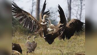 India gets first restaurant for vultures to save the birds from extinction