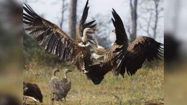 India gets first restaurant for vultures to save the birds from extinction