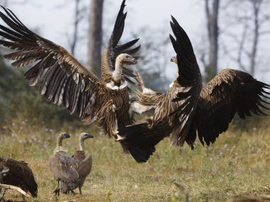 India gets first restaurant for vultures to save the birds from extinction India gets first restaurant for vultures to save the birds from extinction
