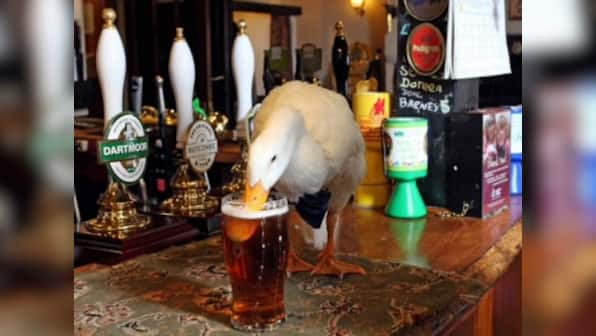Booze-loving duck gets into a brawl with a dog, lives to see another day