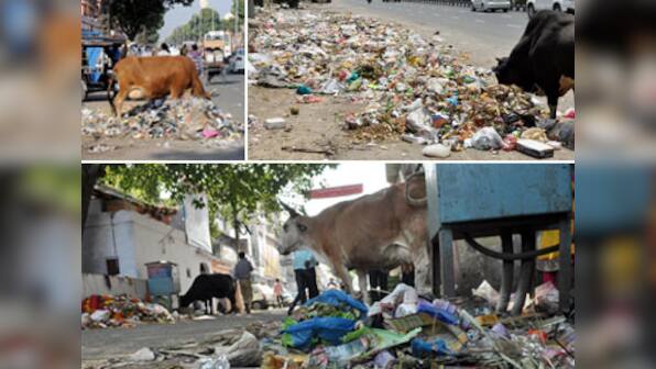 Gau mata, really? Why cows are symbols of our hypocrisy