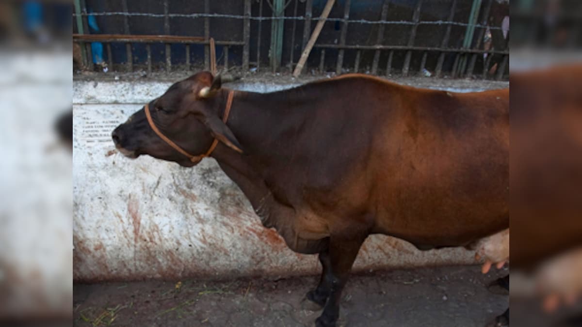 Castration and slaughter : If we care about cows and bulls so much, why do  we treat them so badly? – Firstpost