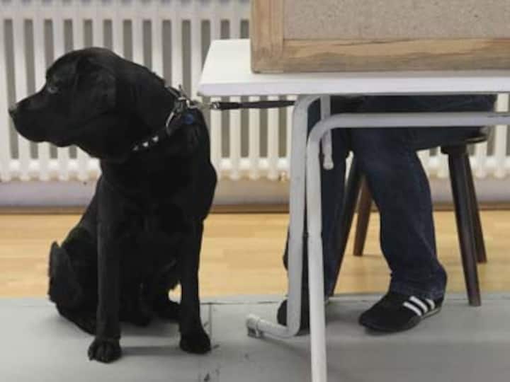 No joke this: Dog named Trigger mistakenly shoots owner in the foot