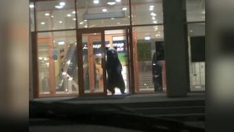 Watch: After going bear-serk in shopping mall, wild bear shot dead in Russia