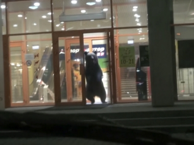 Watch: After going bear-serk in shopping mall, wild bear shot dead in Russia Watch: After going bear-serk in shopping mall, wild bear shot dead in Russia