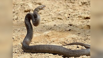 Snake in a box: Jealous husband mails serpent to his wife's colleague