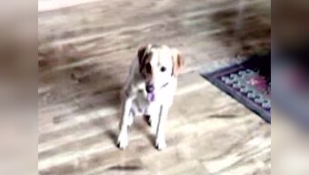 ‘Don’ walks free: Somnath Bharti’s dog gets clean chit in MLA’s domestic violence case