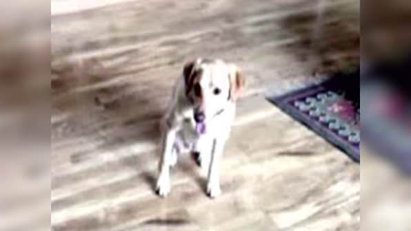 ‘Don’ walks free: Somnath Bharti’s dog gets clean chit in MLA’s domestic violence case