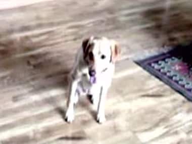 ‘Don’ walks free: Somnath Bharti’s dog gets clean chit in MLA’s domestic violence case