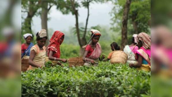 Hapless tea, jute farmers of Seemanchal expect new Bihar govt to be more responsive