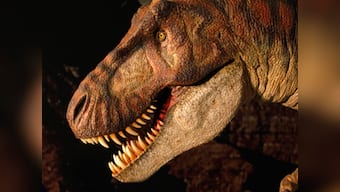 Forget what you saw in the movies: Tyrannosaurs were cannibals!