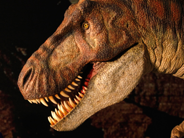 Forget what you saw in the movies: Tyrannosaurs were cannibals! Forget what you saw in the movies: Tyrannosaurs were cannibals!