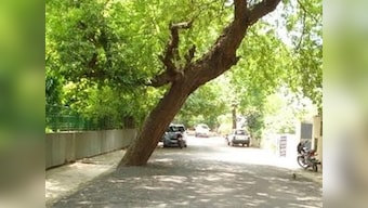 AAP govt goes green, announces first-ever 'tree census' in Delhi
