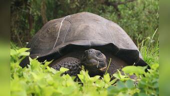 Scientists announce the discovery of a new giant tortoise species in the Galapagos Islands
