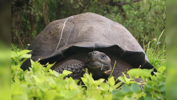 Scientists announce the discovery of a new giant tortoise species in the Galapagos Islands