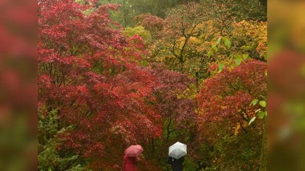 Watch: Fall Colors at their best, when rainbows float to the ground