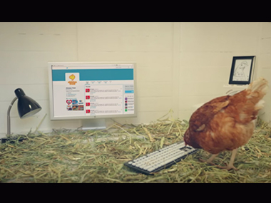 The world's first tweeting chicken is here, and how! The world's first tweeting chicken is here, and how!