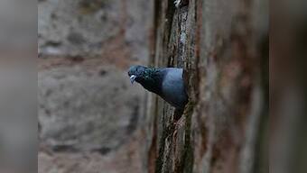 Haryana: Dalit teenager accused of pigeon theft found dead