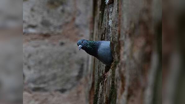 Haryana: Dalit teenager accused of pigeon theft found dead