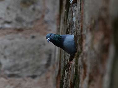 Haryana: Dalit teenager accused of pigeon theft found dead Haryana: Dalit teenager accused of pigeon theft found dead