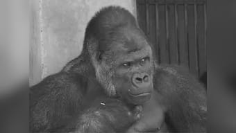 Supermodel gorilla Shabani has a blast on his 19th birthday in Japanese zoo