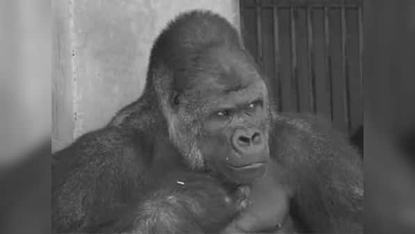 Supermodel gorilla Shabani has a blast on his 19th birthday in Japanese zoo