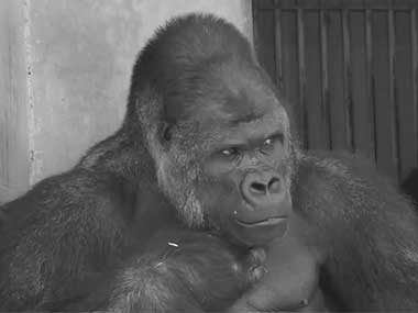 Supermodel gorilla Shabani has a blast on his 19th birthday in Japanese zoo Supermodel gorilla Shabani has a blast on his 19th birthday in Japanese zoo