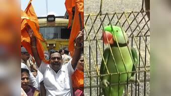 Hariyal, the parrot, arrested in Rajura for using abusing language: Why blame the bird, must have been watching the news!