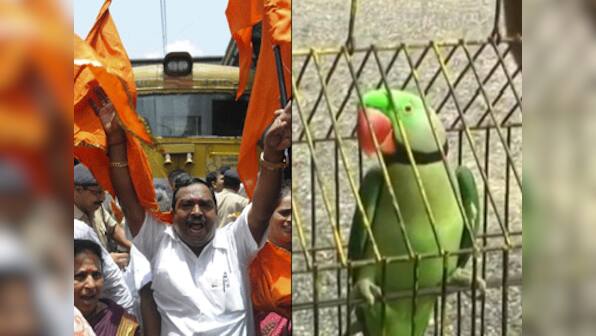 Hariyal, the parrot, arrested in Rajura for using abusing language: Why blame the bird, must have been watching the news!