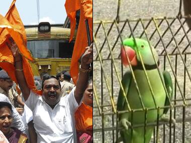 Hariyal, the parrot, arrested in Rajura for using abusing language: Why blame the bird, must have been watching the news!