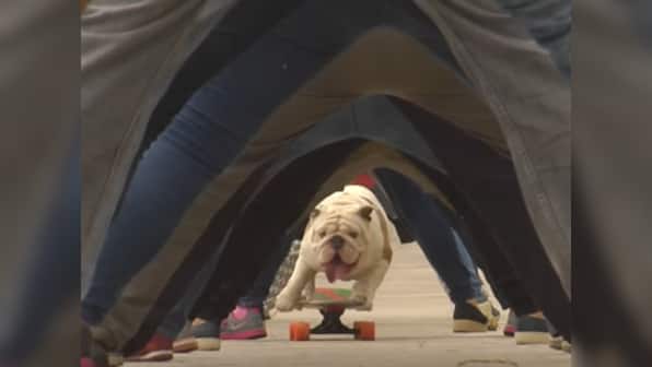 Watch: A bulldog just set a record for skateboarding through the longest 'human tunnel'