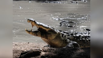 When a Bond movie turns real: Indonesia plans to build a prison guarded by crocodiles
