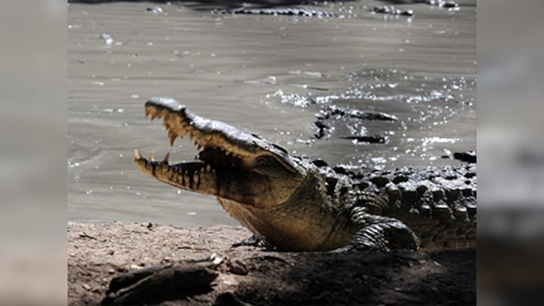 When a Bond movie turns real: Indonesia plans to build a prison guarded by crocodiles