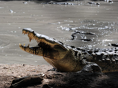When a Bond movie turns real: Indonesia plans to build a prison guarded by crocodiles When a Bond movie turns real: Indonesia plans to build a prison guarded by crocodiles