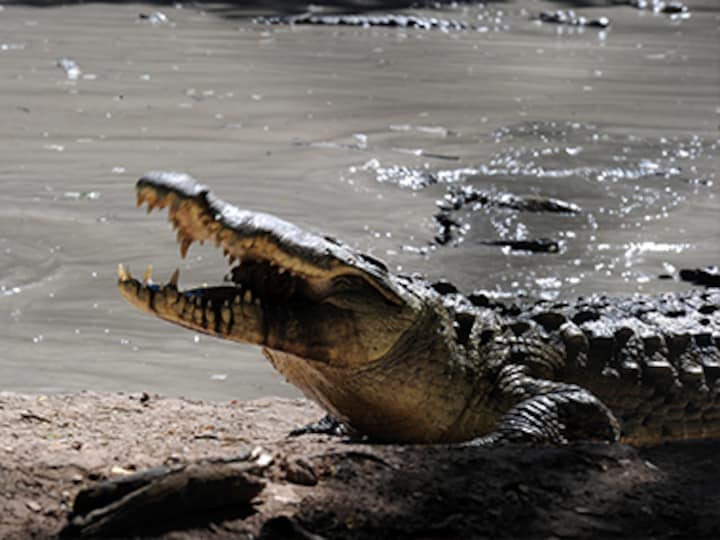 When a Bond movie turns real: Indonesia plans to build a prison guarded by crocodiles