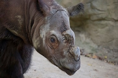 Harapan, a Sumatran rhino, roams his enclosure at the Cincinnati Zoo and Botanical Gardens in Cincinnati on 22 October, 2015. AP 