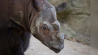 Arranged dalliance: Here's hoping US-born Sumatran rhino Harapan finds a mate in Indonesia