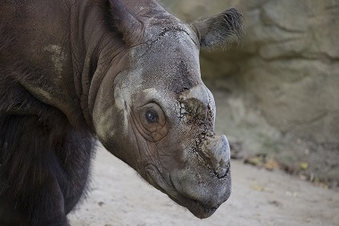 Arranged dalliance: Here's hoping US-born Sumatran rhino Harapan finds a mate in Indonesia Arranged dalliance: Here's hoping US-born Sumatran rhino Harapan finds a mate in Indonesia