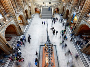 What's in a name? Study finds 50% of specimens in natural history museums could be wrongly named What's in a name? Study finds 50% of specimens in natural history museums could be wrongly named