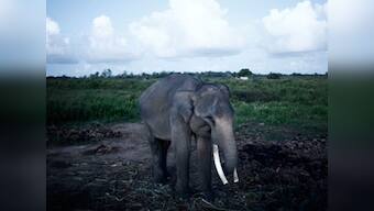 Three Zimbabwe journalists arrested for elephant poaching report