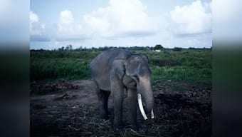 In a historic move, Hong Kong to ban ivory trade, says leader