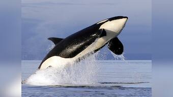 SeaWorld to end orca shows by 2017 in San Diego