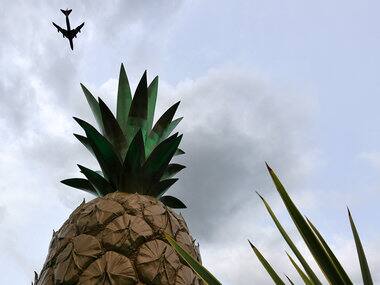 Pineapple fibre dress shirts anyone? PHOTO/CARL COURT