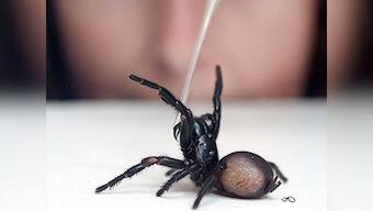 'I'm going to kill you!': Australian cops rush to murder scene, find dead spider