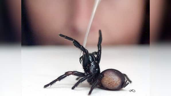 'I'm going to kill you!': Australian cops rush to murder scene, find dead spider