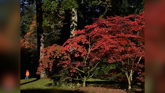 Fortingall Yew, oldest tree in Britain may be undergoing 'sex change'