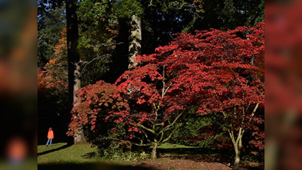Fortingall Yew, oldest tree in Britain may be undergoing 'sex change'
