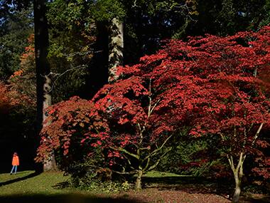 Fortingall Yew, oldest tree in Britain may be undergoing 'sex change'