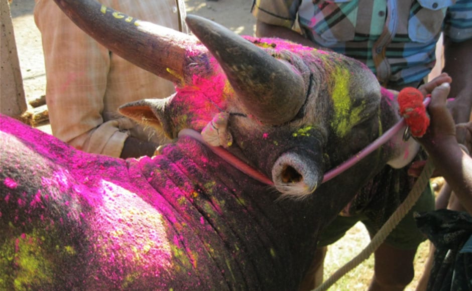 This bull's ears were cut at Palamedu on 15 January, 2013. Image courtesy: PeTA India This bull's ears were cut at Palamedu on 15 January, 2013. Image courtesy: PeTA India