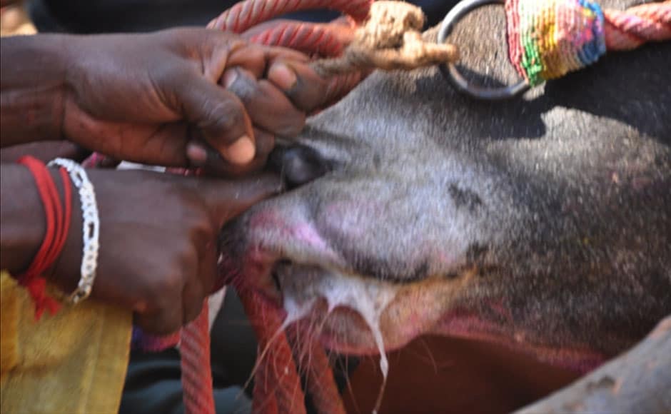 A man rubs chillies into the nostrils of a bull in Palamedu on 16 January, 2012. Image courtesy: PeTA India A man rubs chillies into the nostrils of a bull in Palamedu on 16 January, 2012. Image courtesy: PeTA India